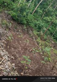 Manfaatkan Lahan, Warga Siapkan Tanam Pohon Sengon